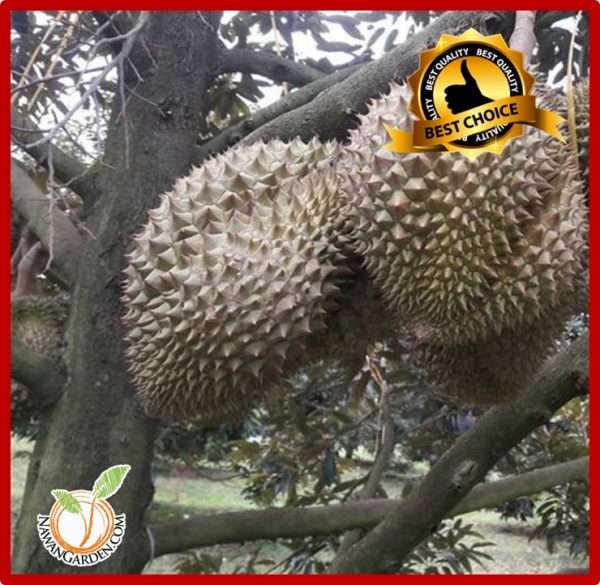Hot Selling Benih Pokok Durian Chanee D123 ต นชะน Original Thailand Terus Dari Ladang Organicfarm Bigtree Nawan Garden Official Website