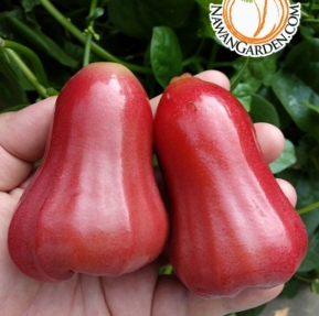 [Hot Selling] Pokok Jambu Madu Queen (Rose Water Apple) Live Plant #homegarden