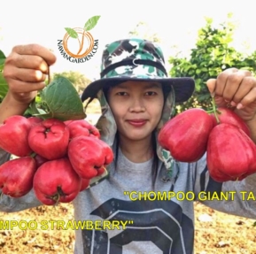 [Hot Selling] Pokok JAMBU MADU “GAINT TAIWAN” boleh berbuah lebat dalam pasu Live Plant #homegarden